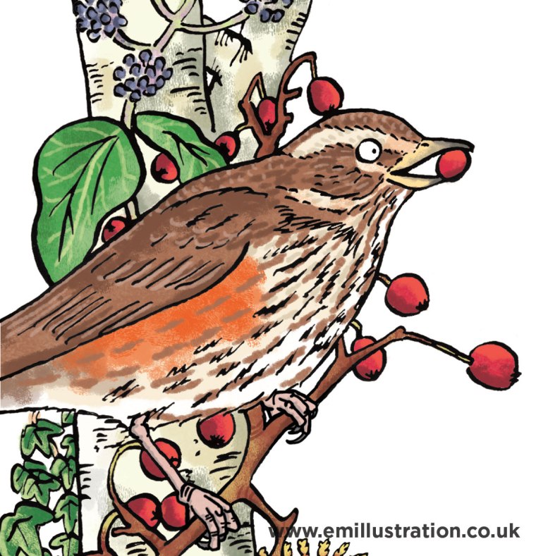 colourful simple hand drawn cartoon illustration of a redwing bird by children's educational wildlife illustrator emma metcalfe
